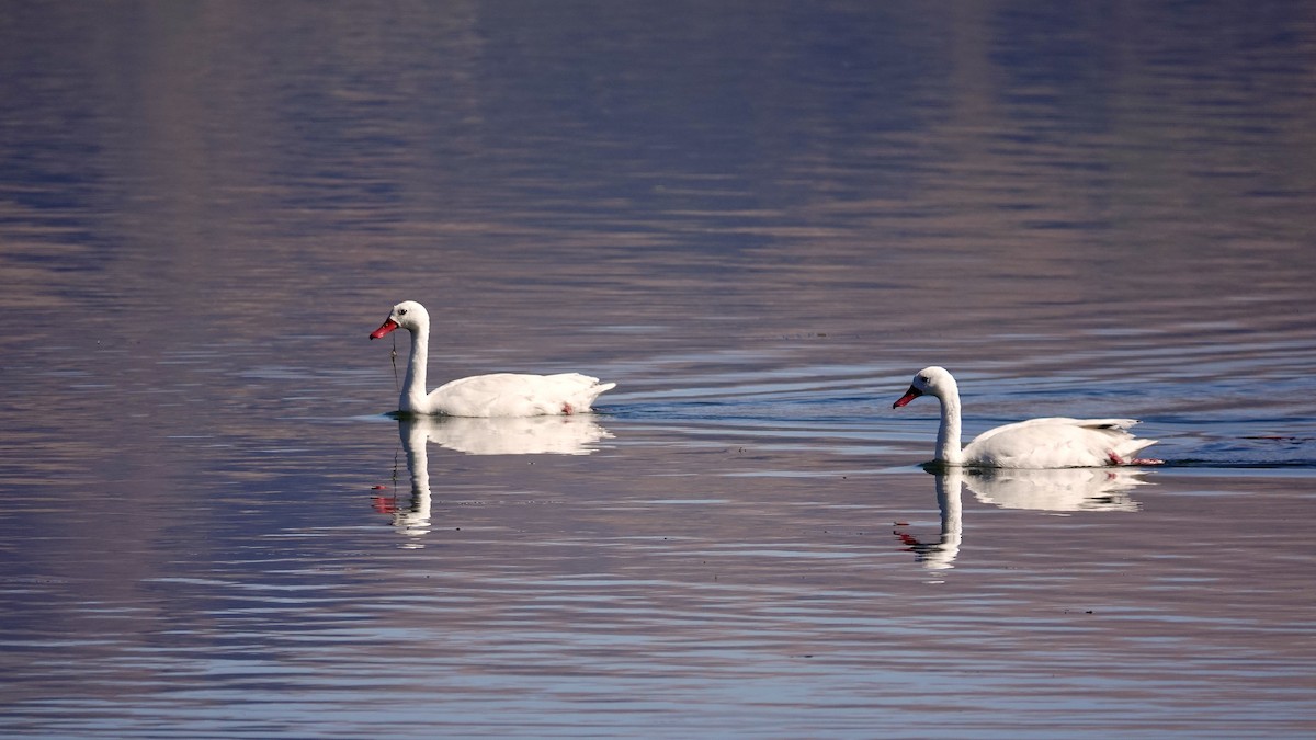 Coscoroba Swan - ML643980972