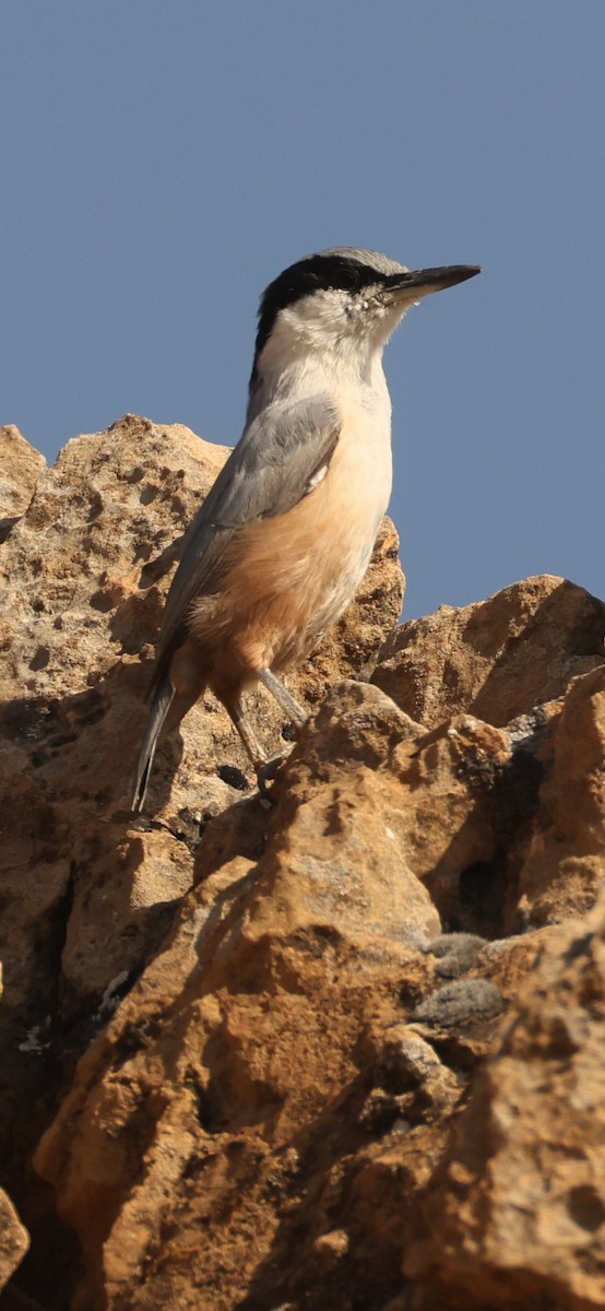 Büyük Kaya Sıvacısı - ML643980974