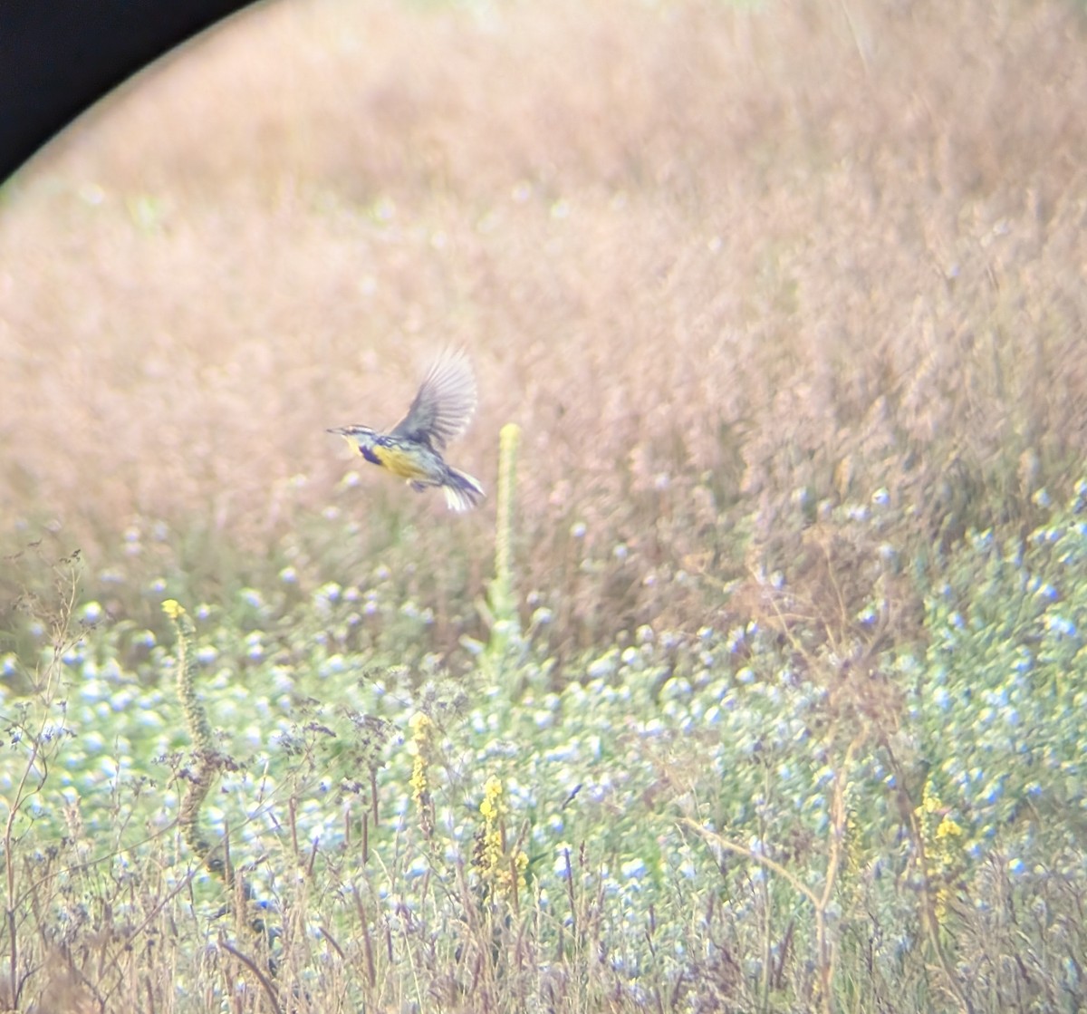 Eastern Meadowlark - ML643980976