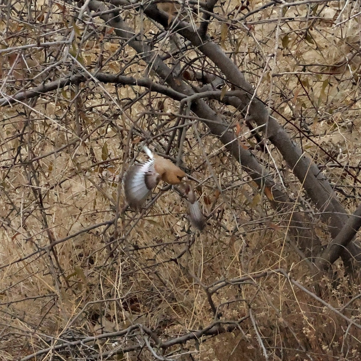 Desert Finch - ML643980980