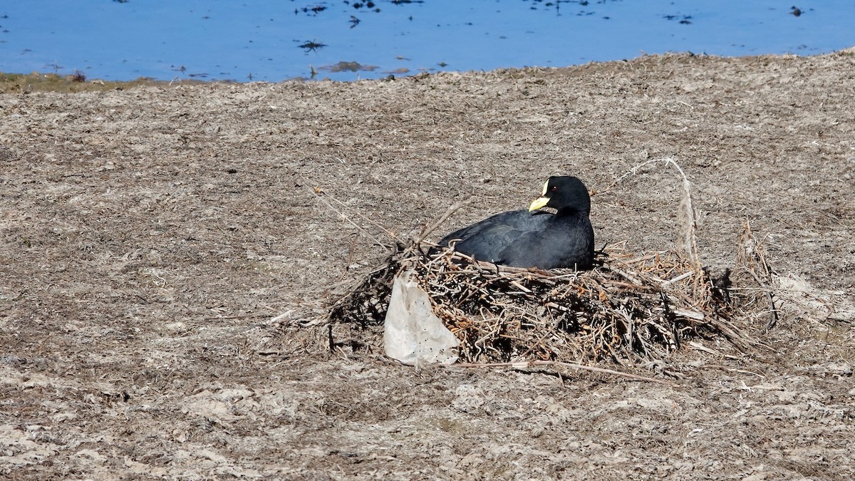 Red-gartered Coot - ML643980985