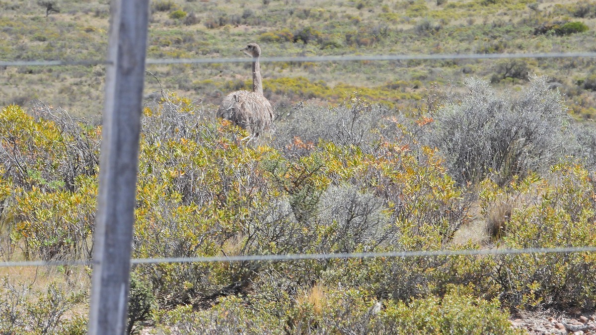 Lesser Rhea - ML643980987