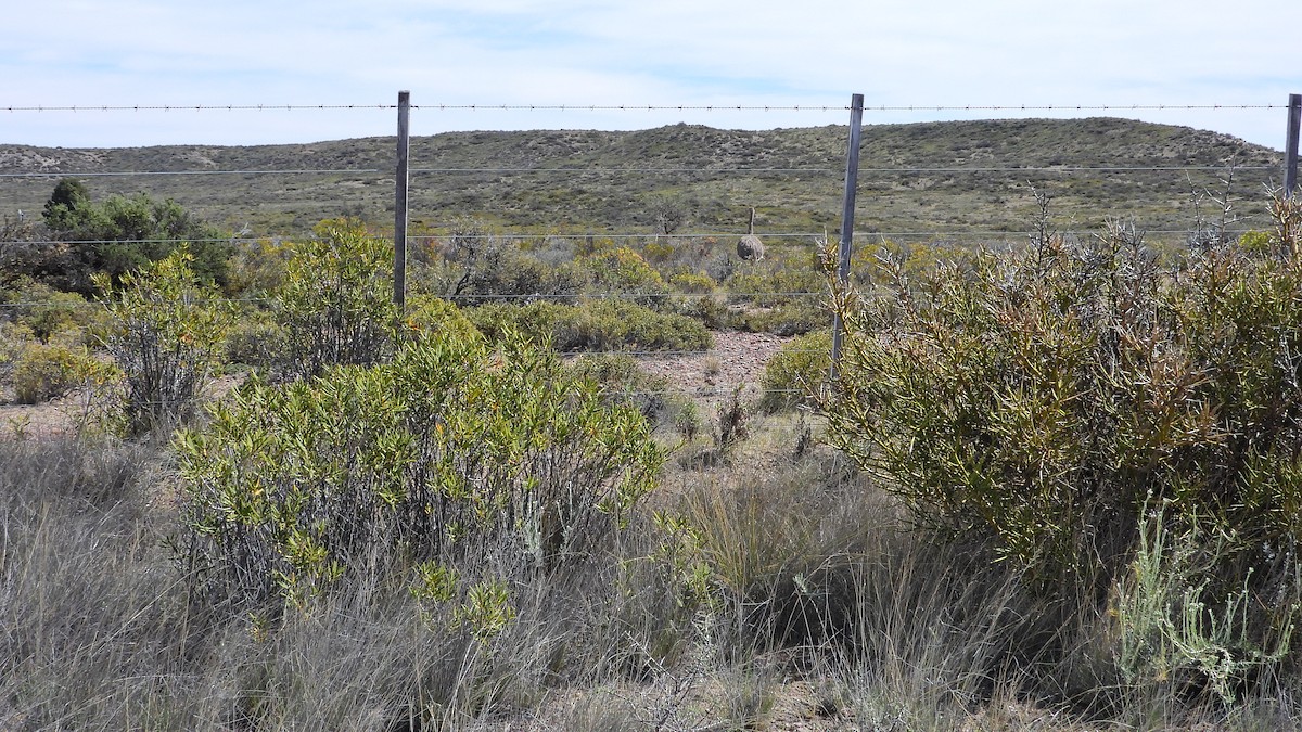 Lesser Rhea - ML643980988