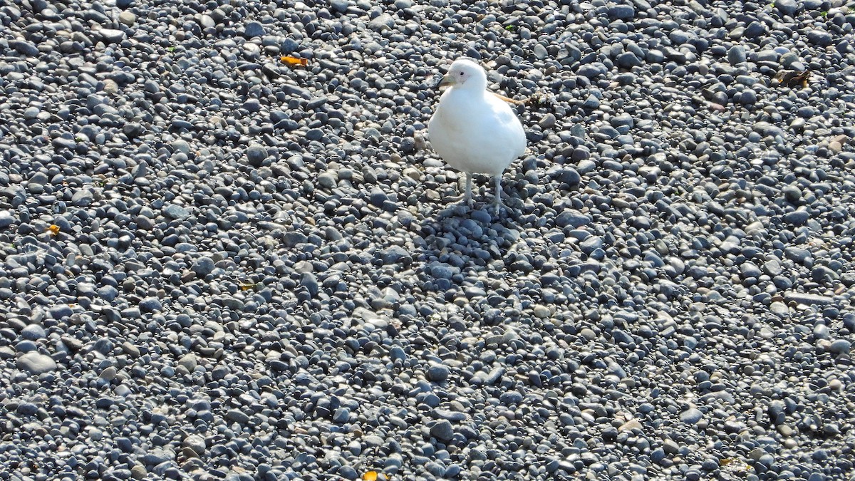 Snowy Sheathbill - ML643980995