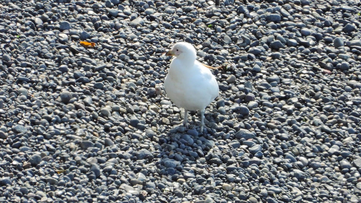 Snowy Sheathbill - ML643980996
