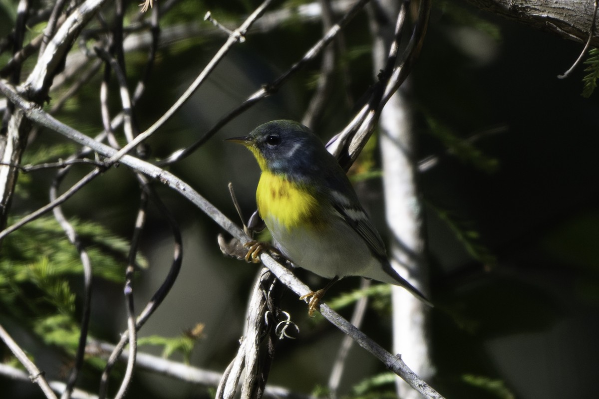 Northern Parula - ML643980999