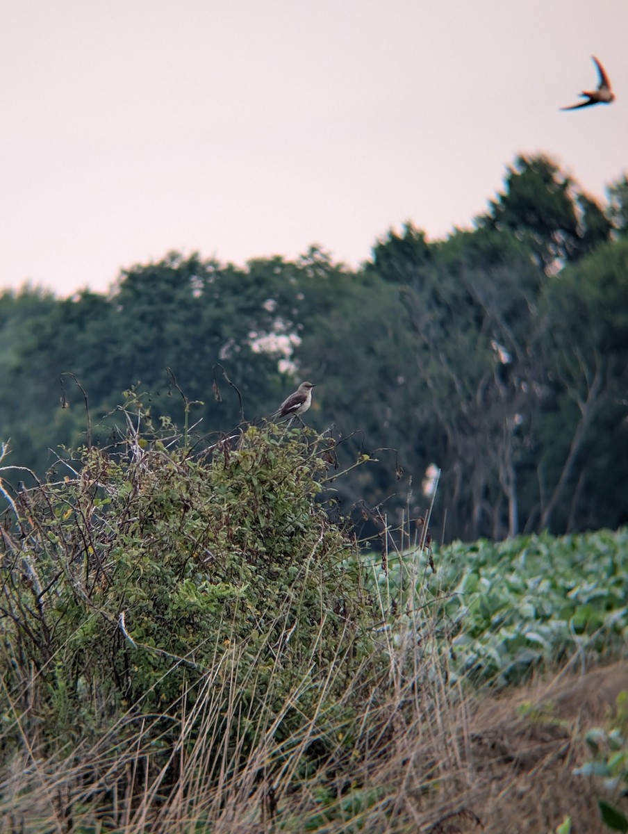 Northern Mockingbird - ML643981002