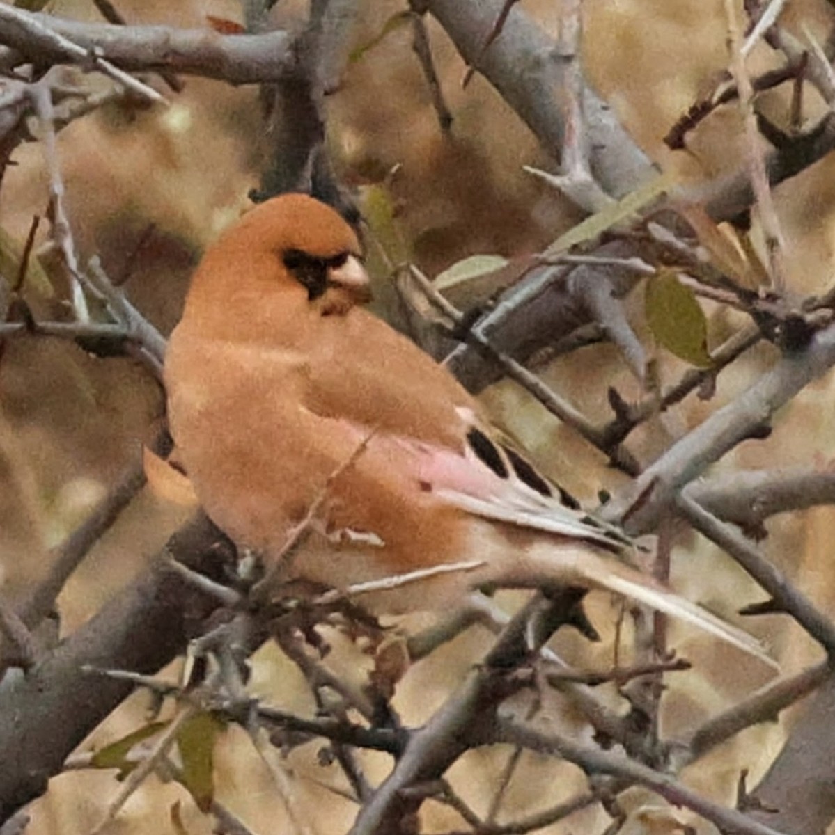 Desert Finch - ML643981005