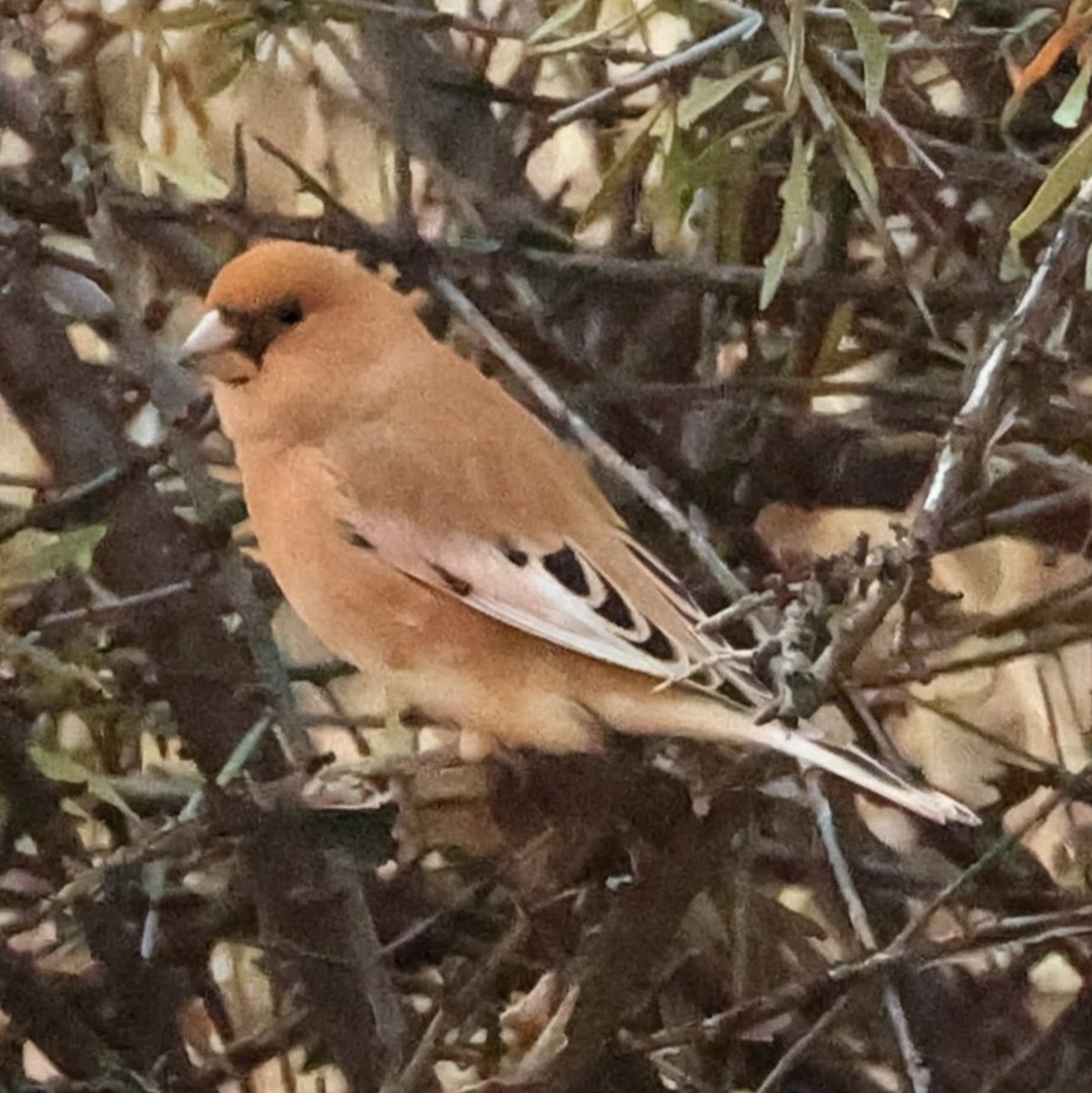 Desert Finch - ML643981006