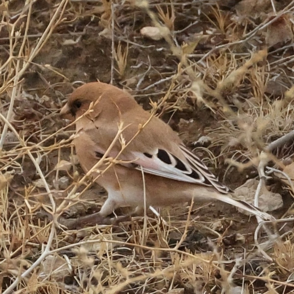 Desert Finch - ML643981007