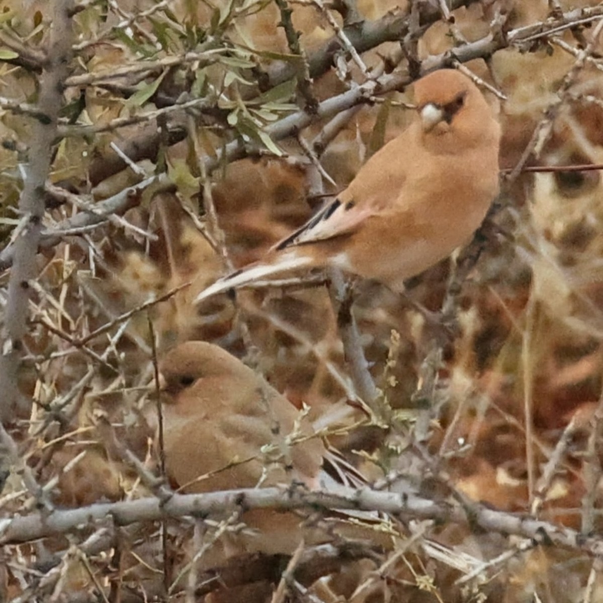 Desert Finch - ML643981008
