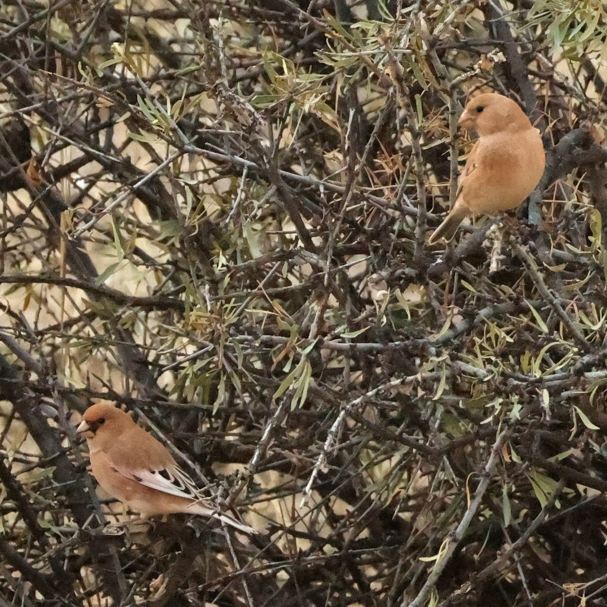 Desert Finch - ML643981010