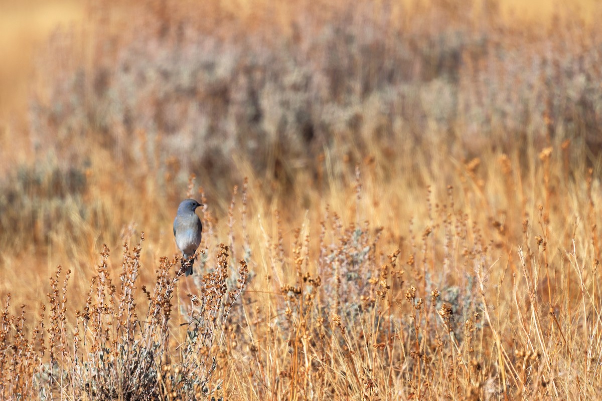 Mountain Bluebird - ML643981032
