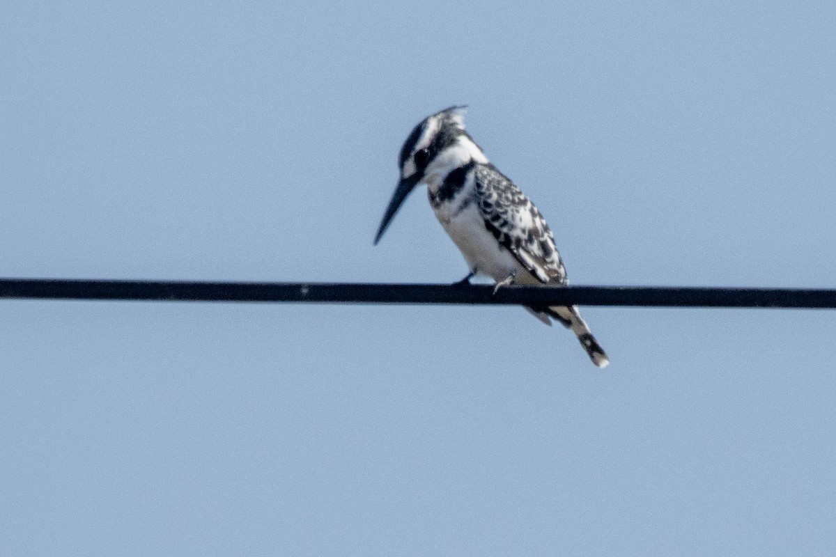 Pied Kingfisher - ML643981038