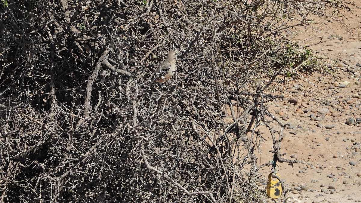 Patagonya Taklitçisi - ML643981040