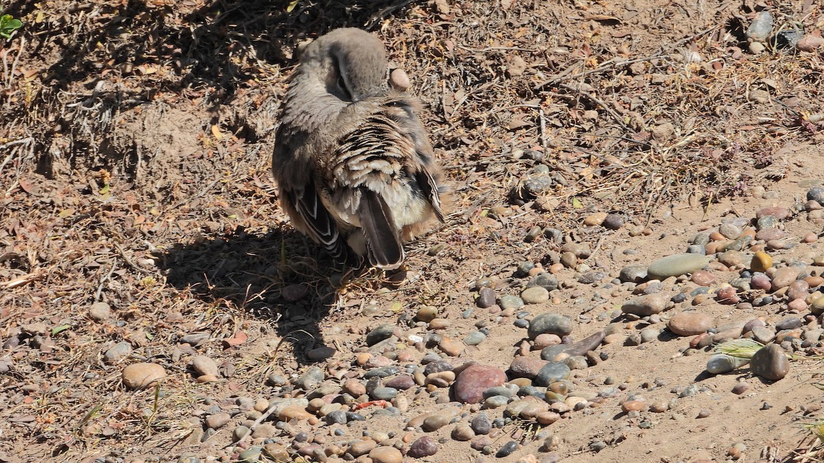 Patagonya Taklitçisi - ML643981041