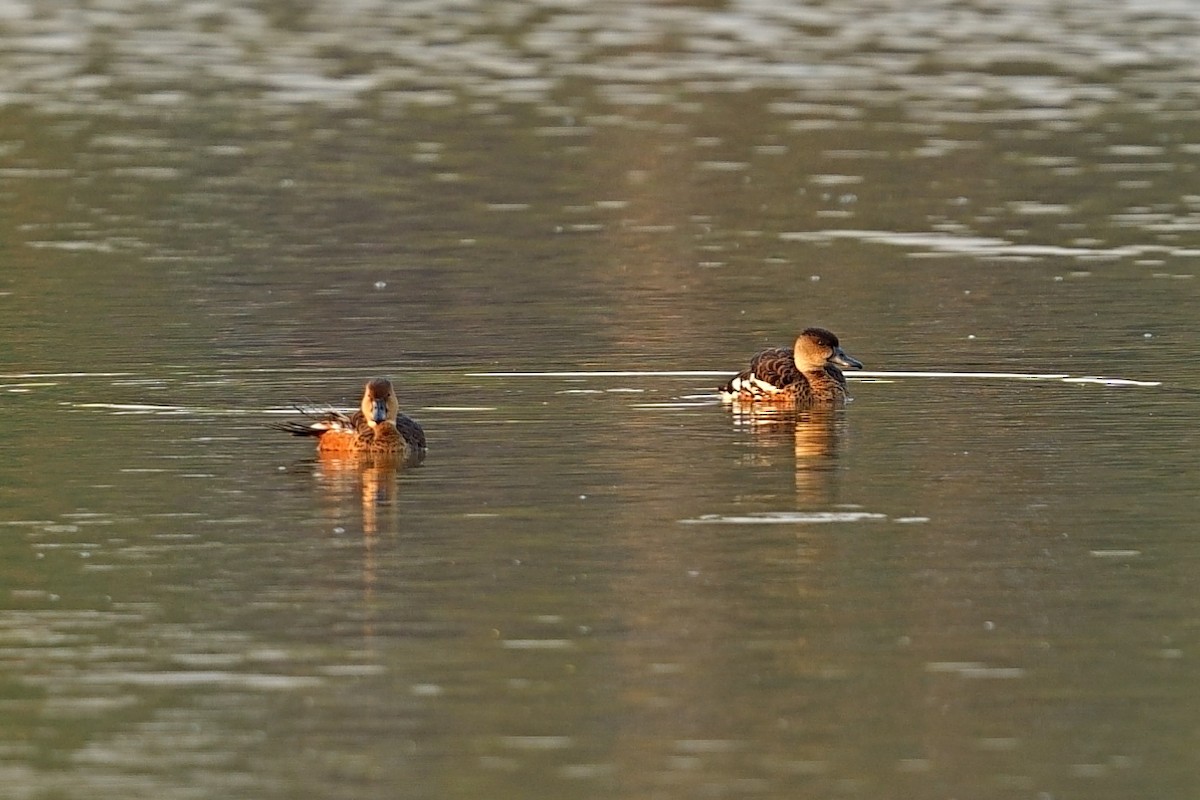Dendrocygne à lunules - ML643981044