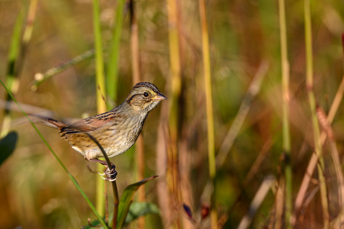 Swamp Sparrow - ML643981056