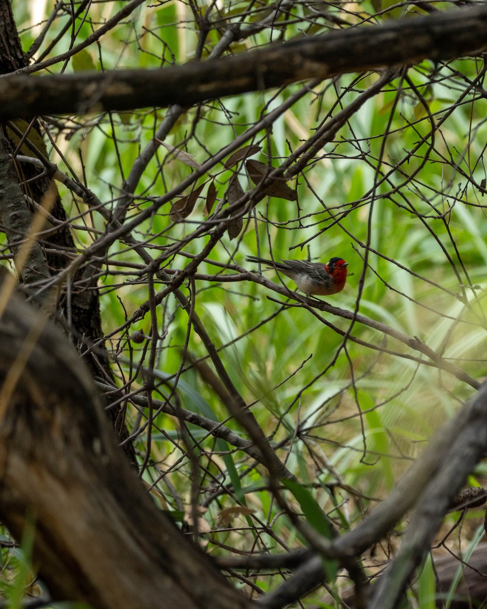 Red-faced Warbler - ML643981063