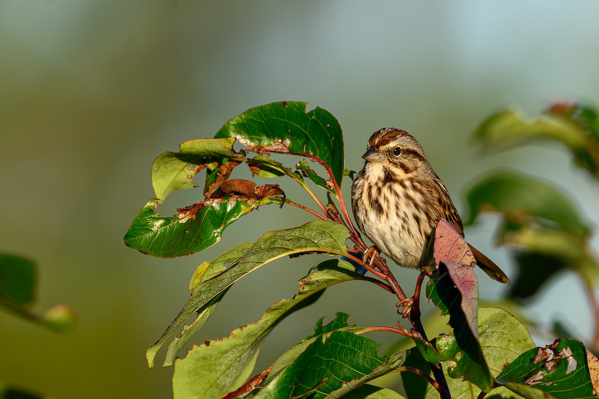 strnadec zpěvný - ML643981075