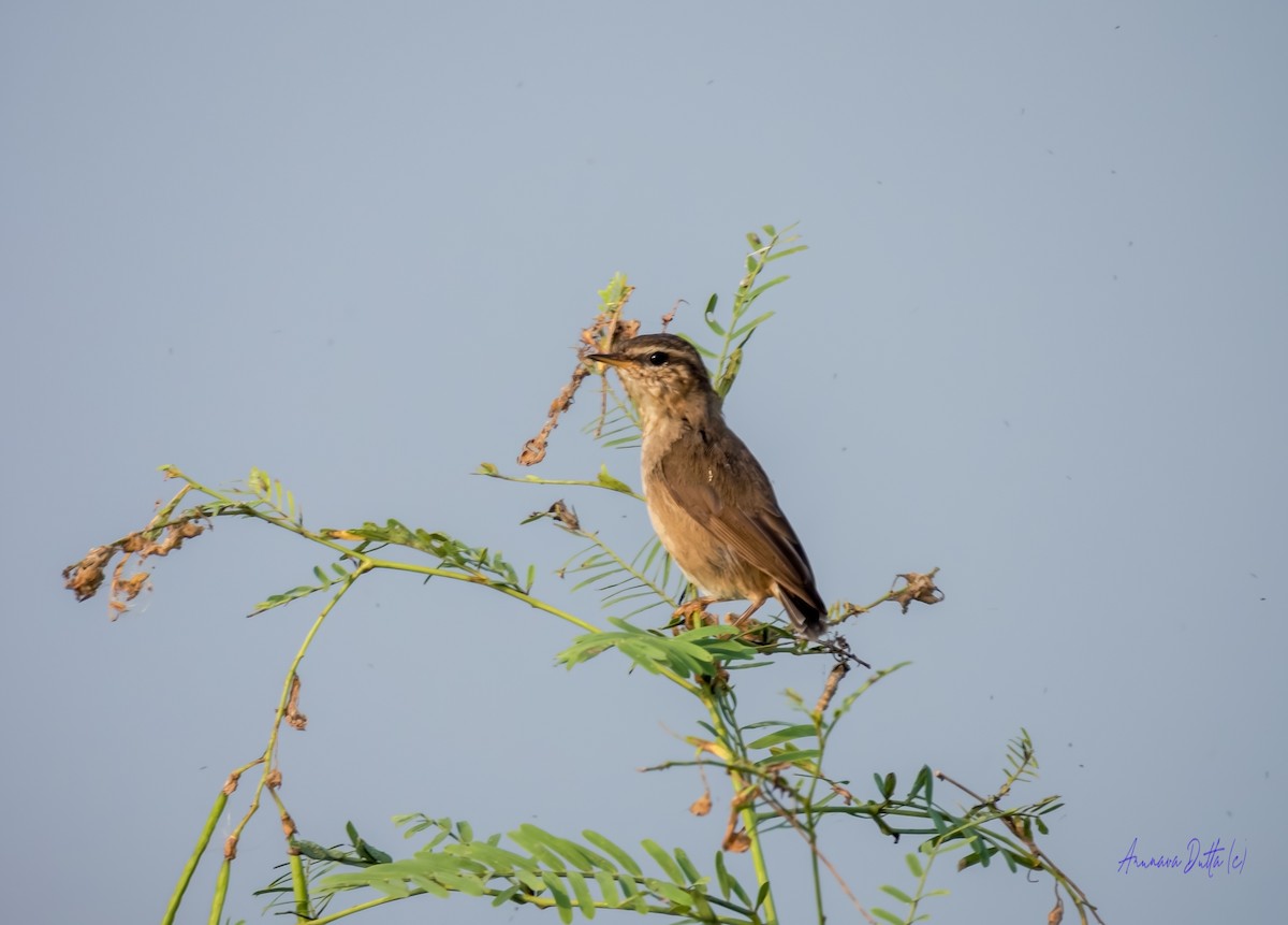 Бүхт дууч шувуу - ML643981076