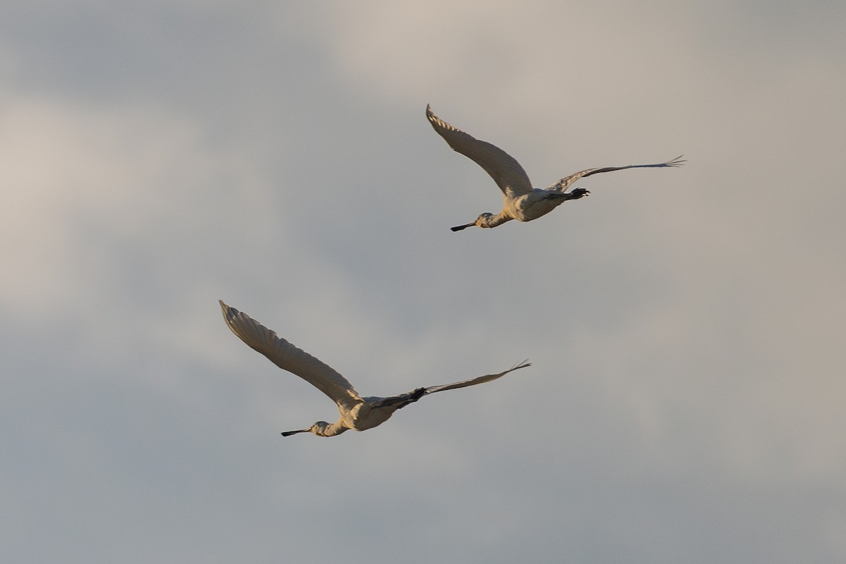 Eurasian Spoonbill - ML643981077