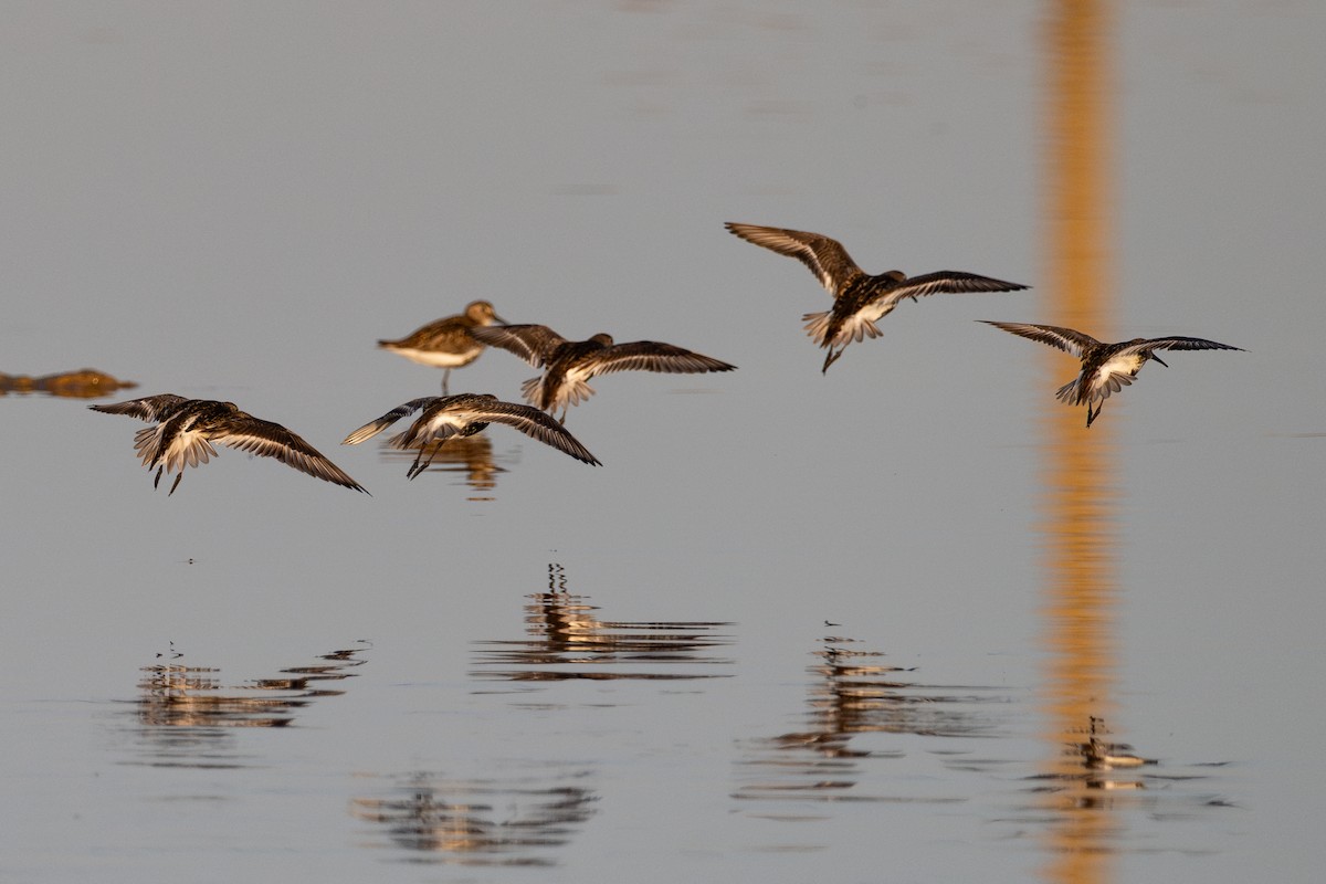 Dunlin - ML643981078