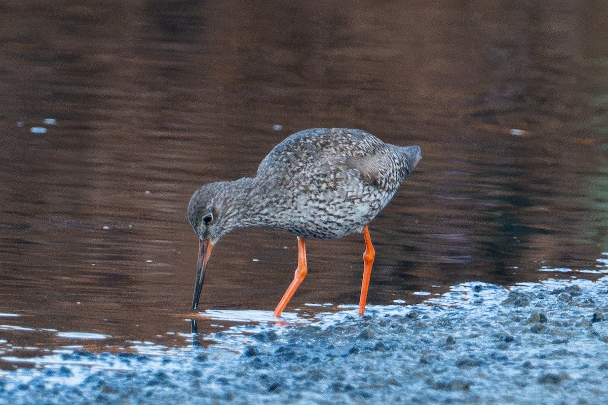 Common Redshank - ML643981099