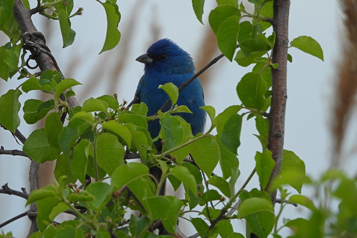 Indigo Bunting - ML643981122
