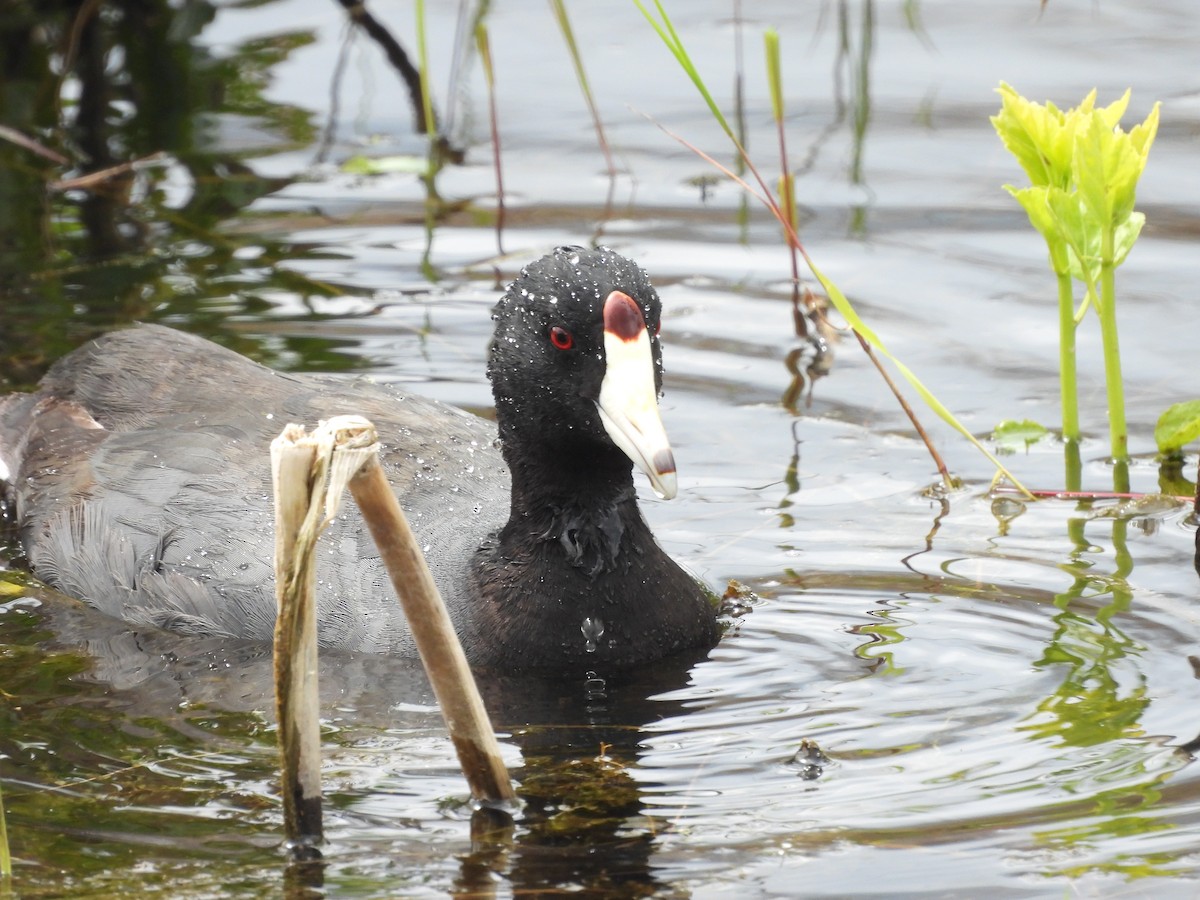 American Coot - ML643981126