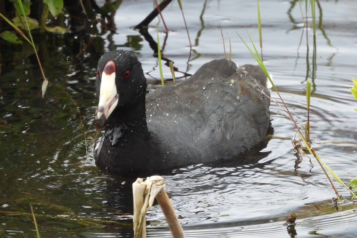 American Coot - ML643981127