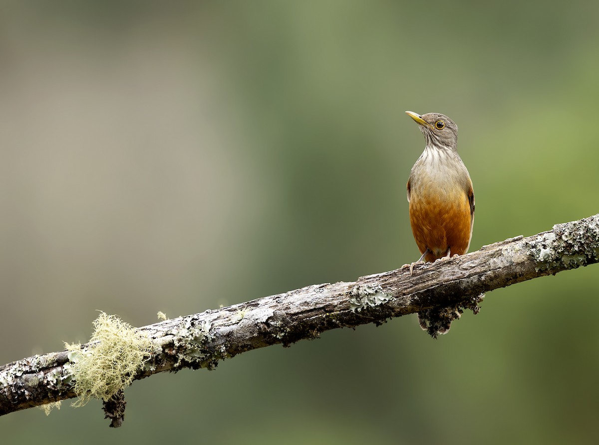 Rufous-bellied Thrush - ML643981132