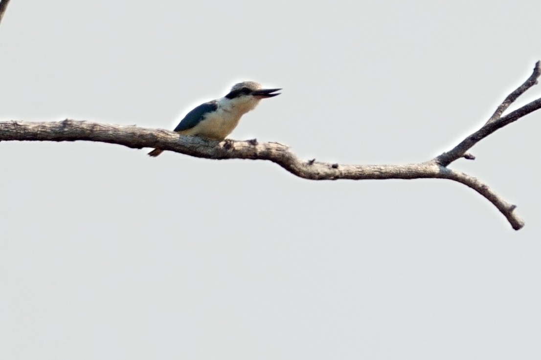 Red-backed Kingfisher - ML643981136