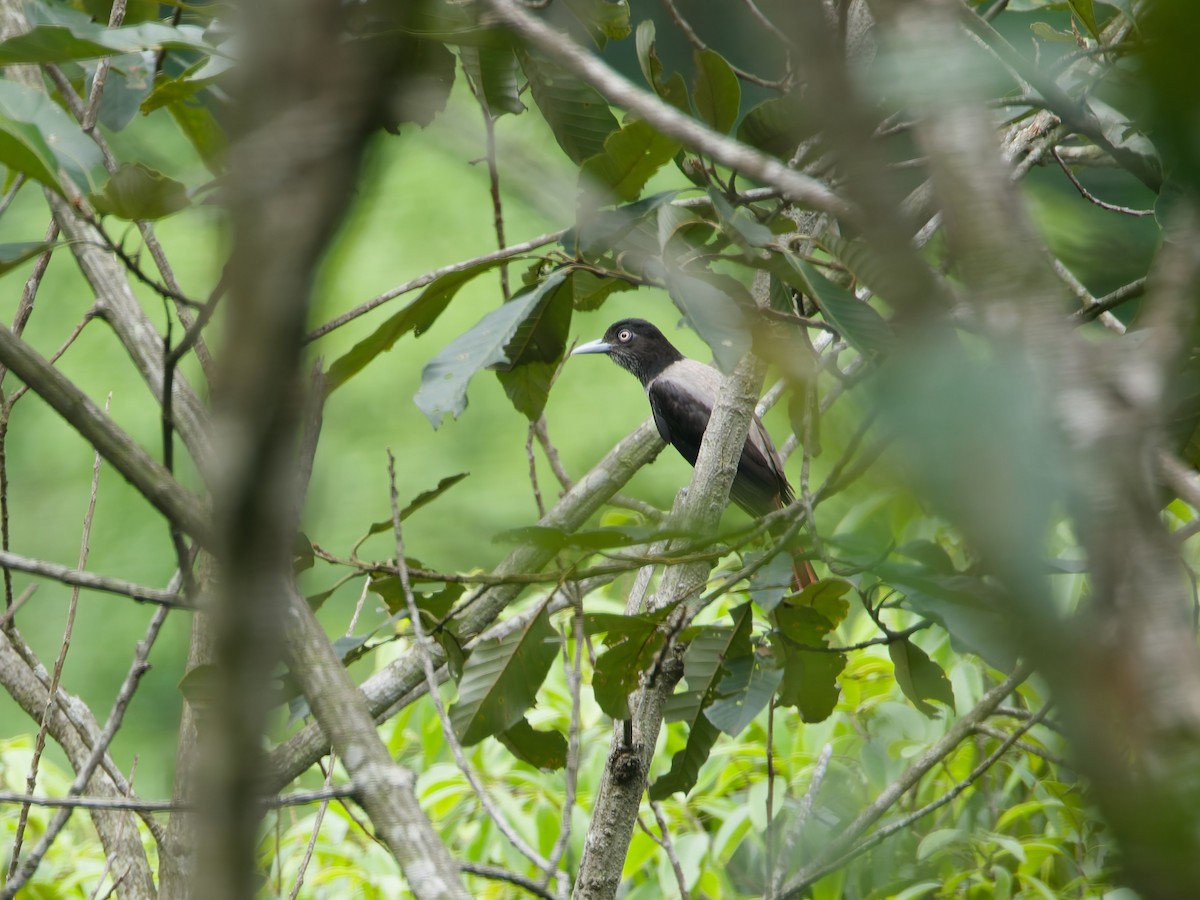 Seidenpirol - ML643981171