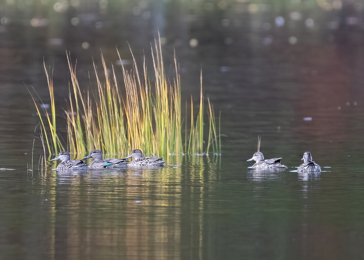 Green-winged Teal - ML643981172