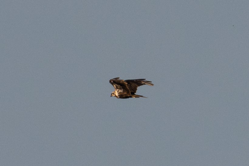 Western Marsh Harrier - ML643981180