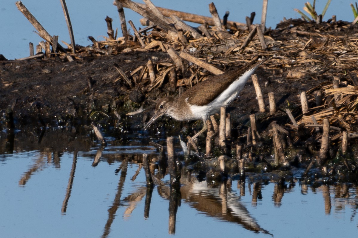 Common Sandpiper - ML643981181