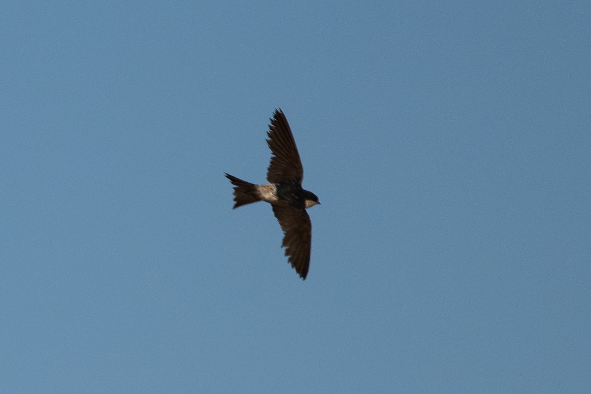 Western House-Martin - ML643981182