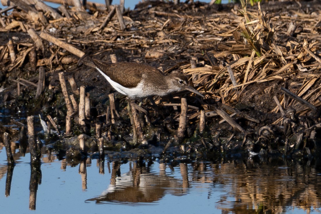 Common Sandpiper - ML643981183