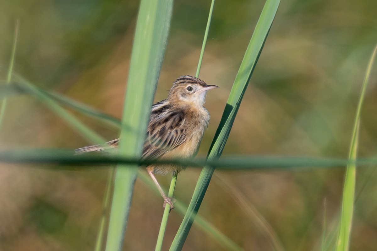 Zitting Cisticola - ML643981187