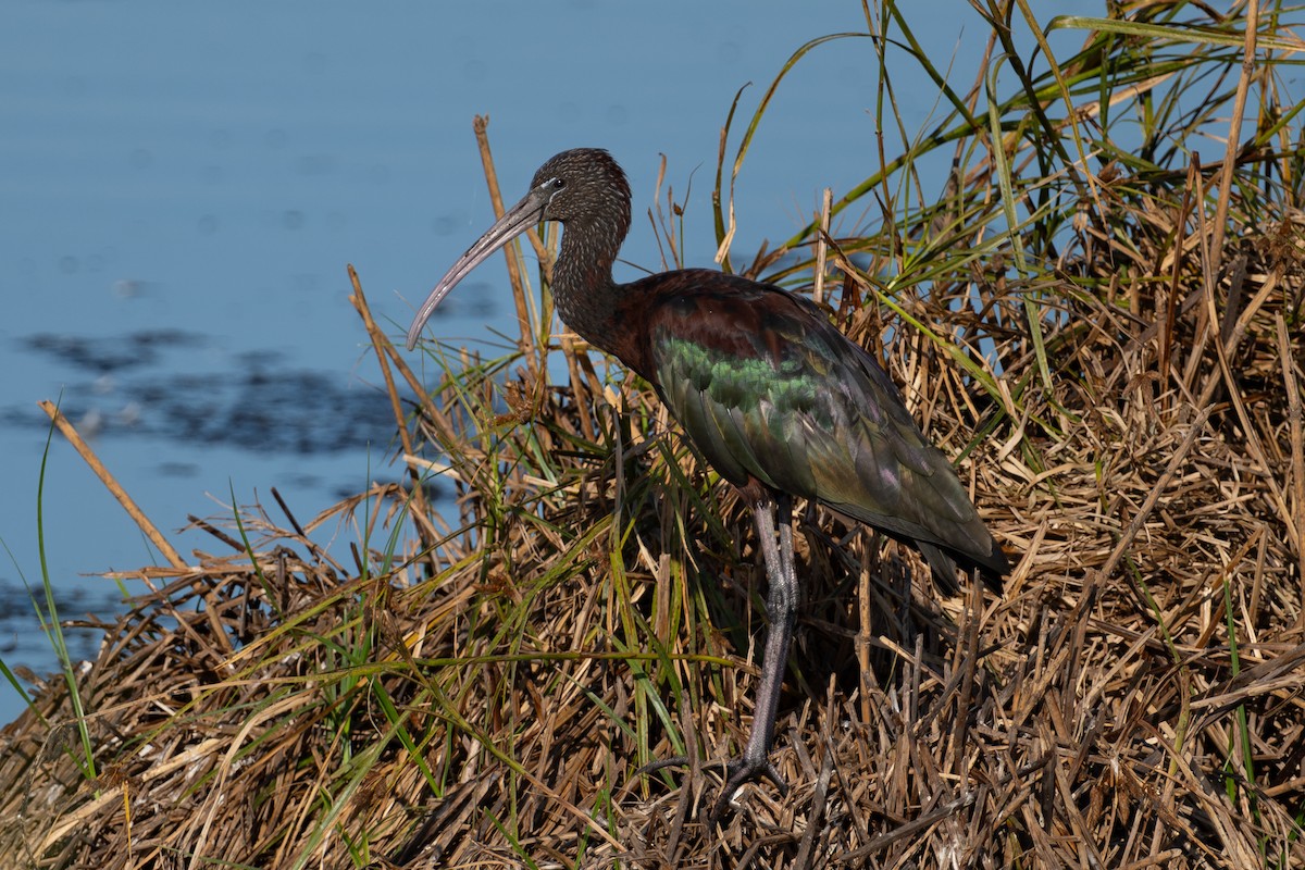 Glossy Ibis - ML643981190