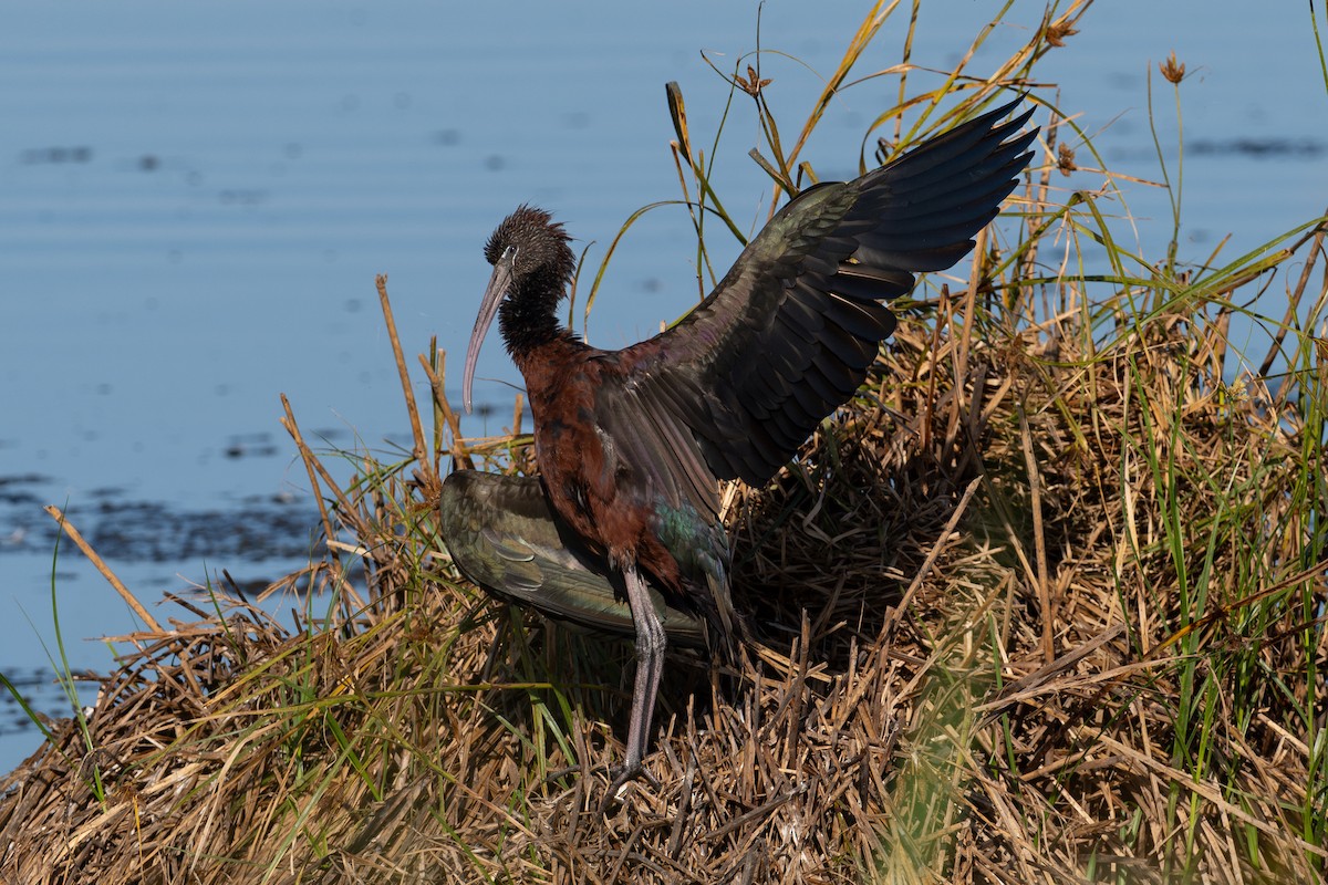 Glossy Ibis - ML643981191