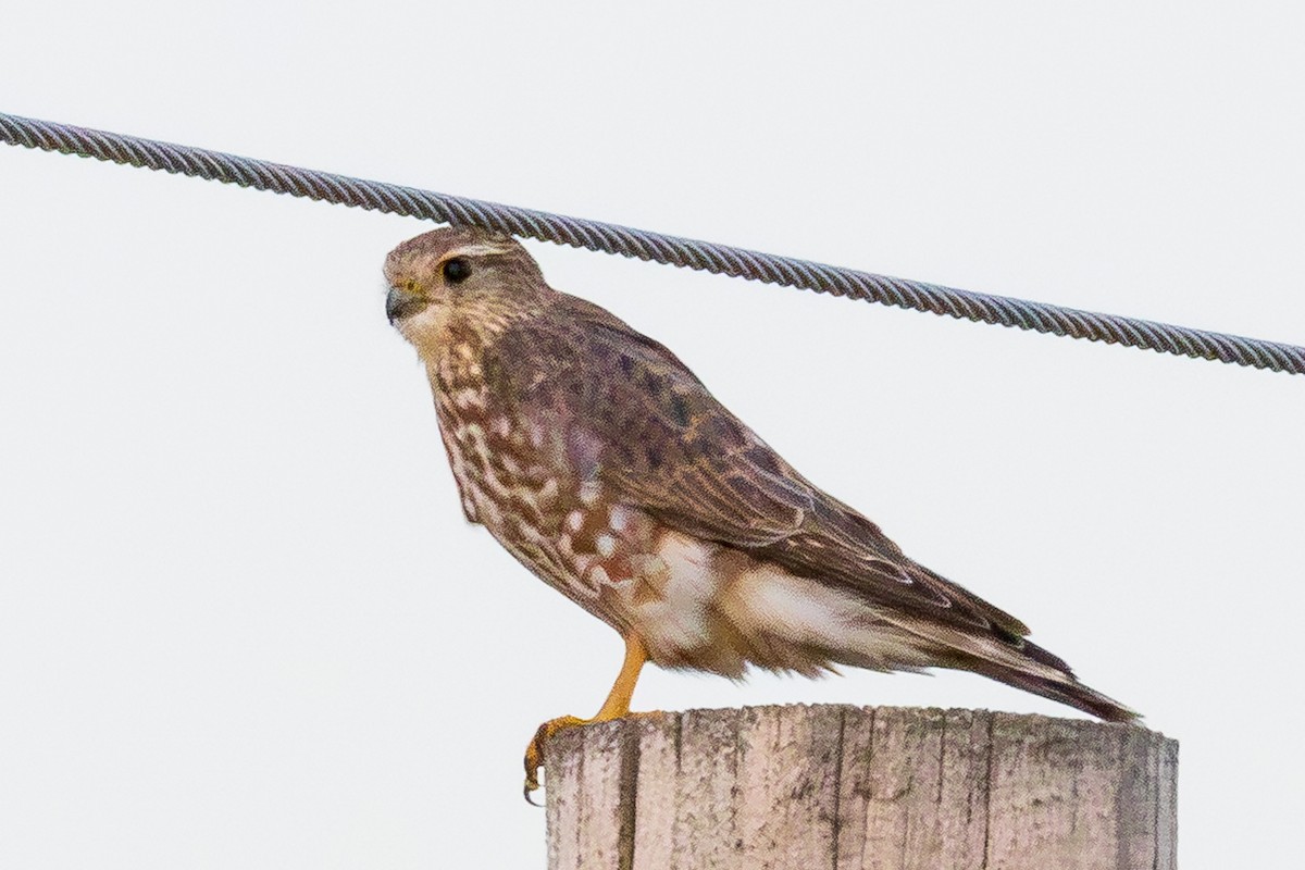 Merlin - ML643981200