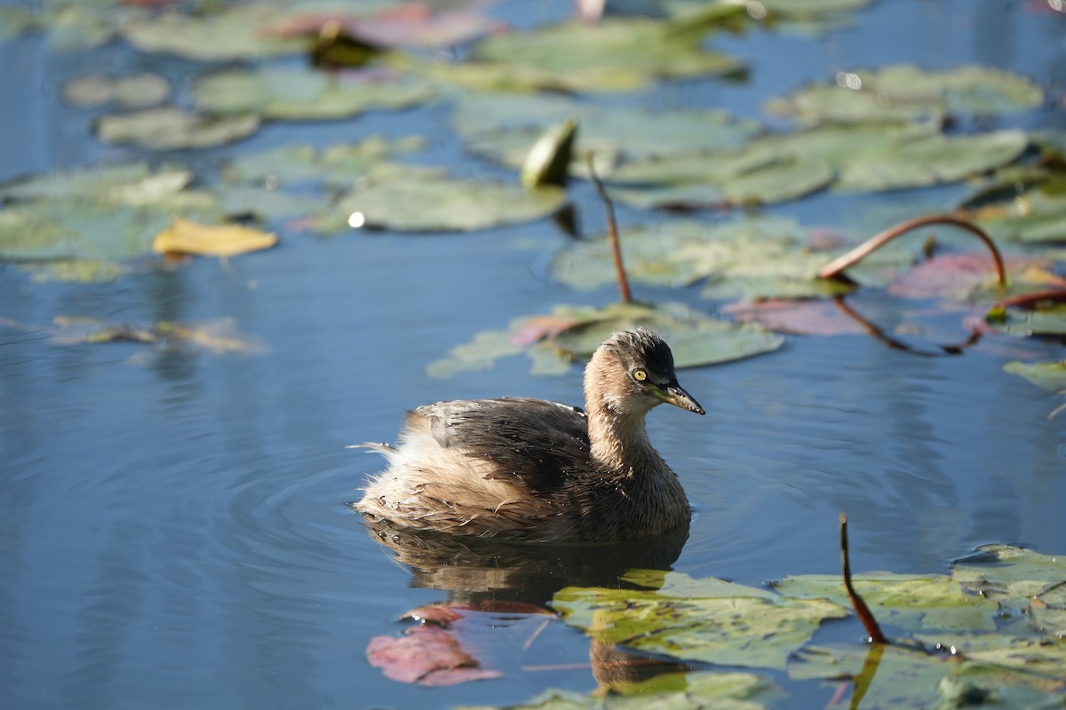 Хурган шунгуур - ML643981202