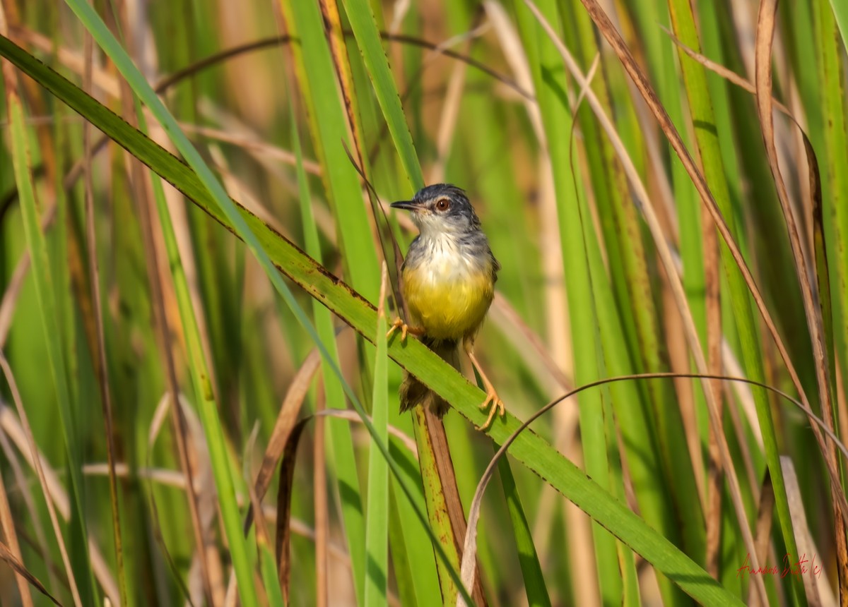Prinia à ventre jaune - ML643981206
