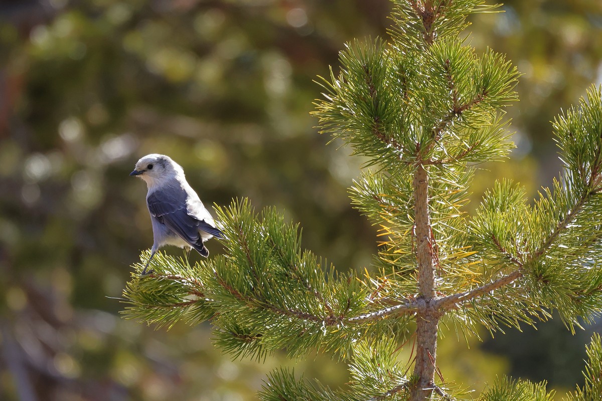 Canada Jay - ML643981230