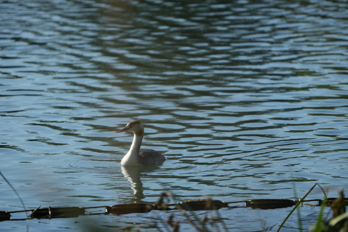 Отгот шунгуур - ML643981231