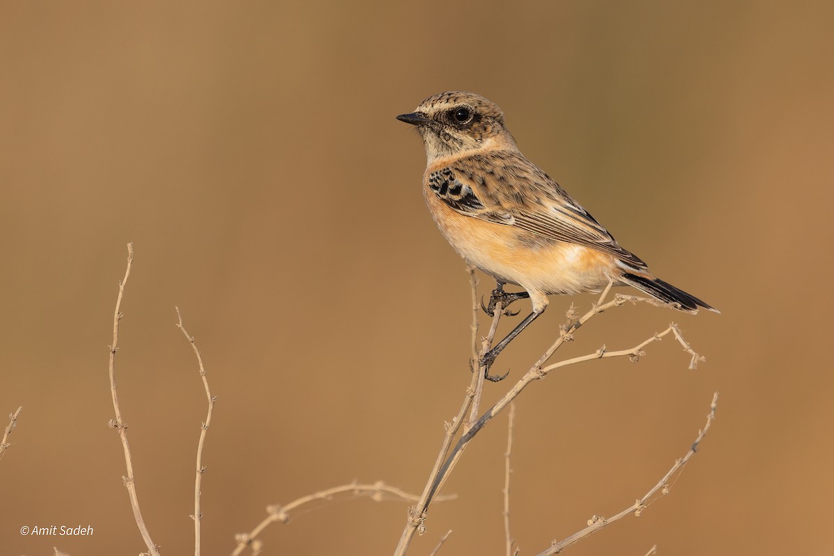 Siberian Stonechat - ML643981245