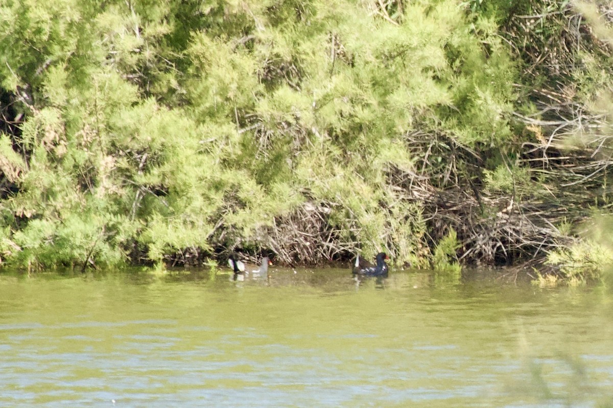 Eurasian Moorhen - ML643981250
