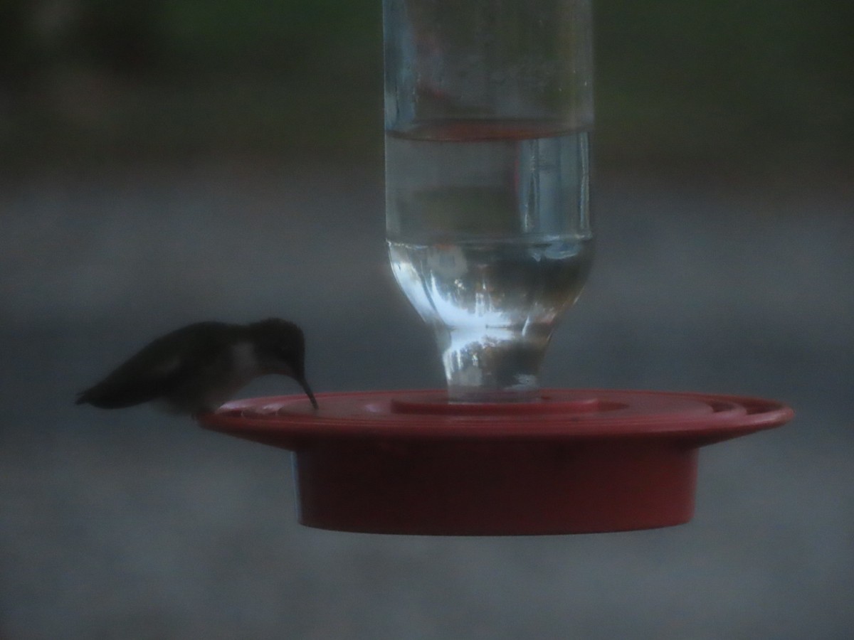 Ruby-throated Hummingbird - ML643981255